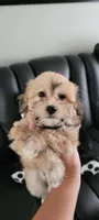 Nikki , a female Havanese for sale in North Port, FL – 2 of 3