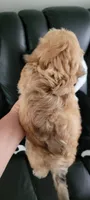 Nikki , a female Havanese for sale in North Port, FL – 3 of 3