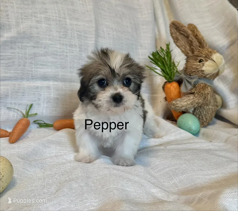 Pepper – Coton de Tulear, Havanese puppy for sale in Asheville, NC