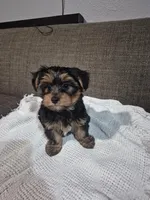 AKC Yorkies, a female Yorkshire Terrier for sale in Fort Myers, FL – Photo 3 of 6