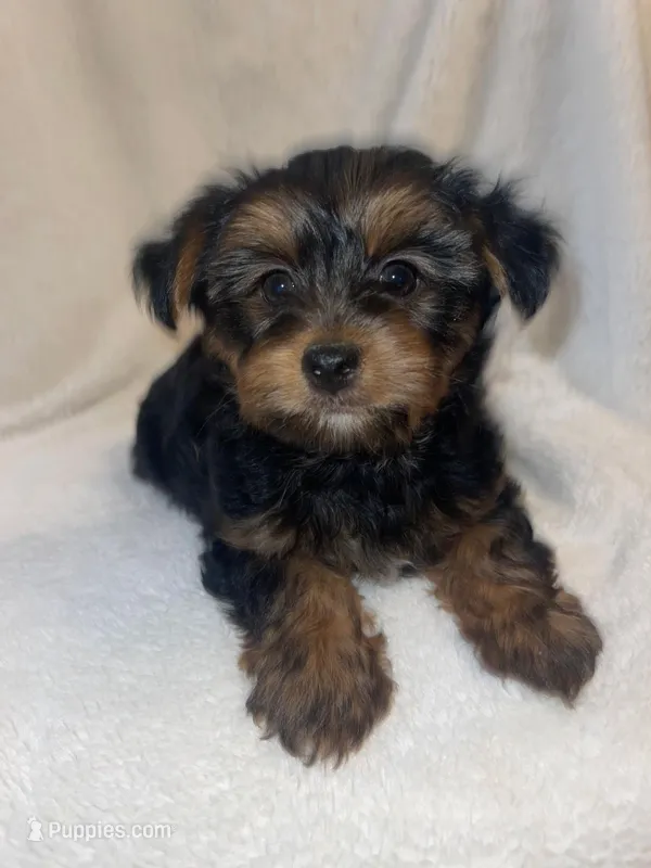 AKC Yorkies – Yorkshire Terrier puppy for sale in Fort Myers, FL