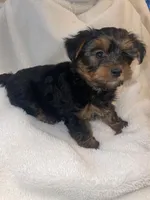 AKC Yorkies, a female Yorkshire Terrier for sale in Fort Myers, FL – Photo 4 of 6