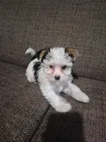 AKC Yorkies, a female Yorkshire Terrier for sale in Fort Myers, FL – Photo 6 of 6