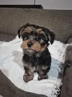 AKC Yorkies, a female Yorkshire Terrier for sale in Fort Myers, FL – Photo 5 of 6