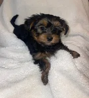 AKC Yorkies, a female Yorkshire Terrier for sale in Fort Myers, FL – Photo 2 of 6
