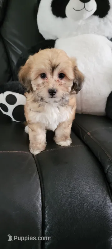 Nikki  – Havanese puppy for sale in North Port, FL