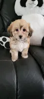 Nikki , a female Havanese for sale in North Port, FL – 1 of 3