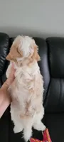 Lola , a female Havanese for sale in North Port, FL – 2 of 2