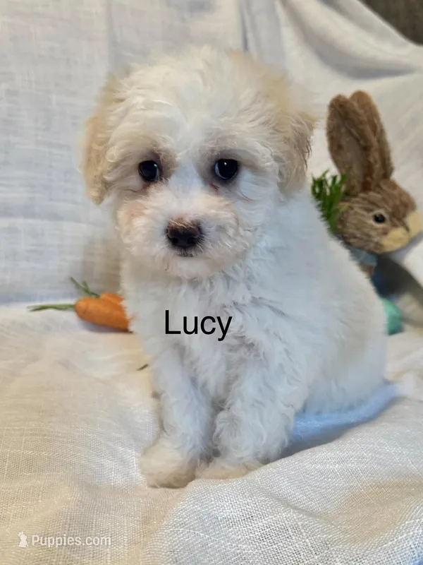 Lucy  – Coton de Tulear, Havanese puppy for sale in Asheville, NC