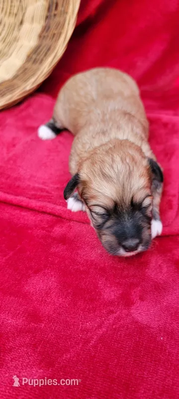Nikki  – Havanese puppy for sale in North Port, FL
