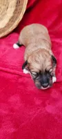 Nikki , a female Havanese for sale in North Port, FL – 1 of 4
