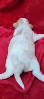 Lola , a female Havanese for sale in North Port, FL – 2 of 3