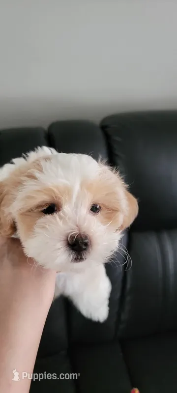 Lola  – Havanese puppy for sale in North Port, FL