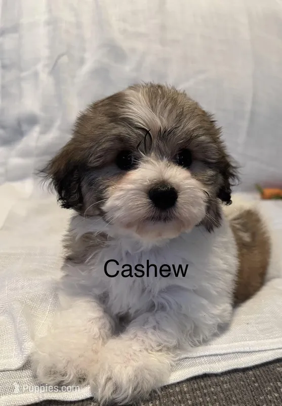 Cashew – Coton de Tulear, Havanese puppy for sale in Asheville, NC