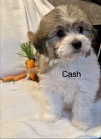 Cashew, a male Coton de Tulear and Havanese for sale in Asheville, NC – Photo 2 of 2