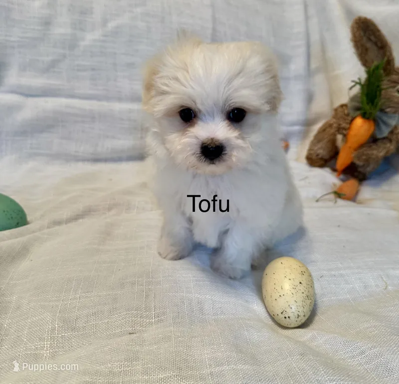 Tofu, a male Coton de Tulear and Havanese for sale in Asheville, NC – Photo 1 of 1