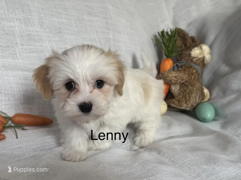 Lenny  – Coton de Tulear, Havanese puppy for sale in Asheville, NC