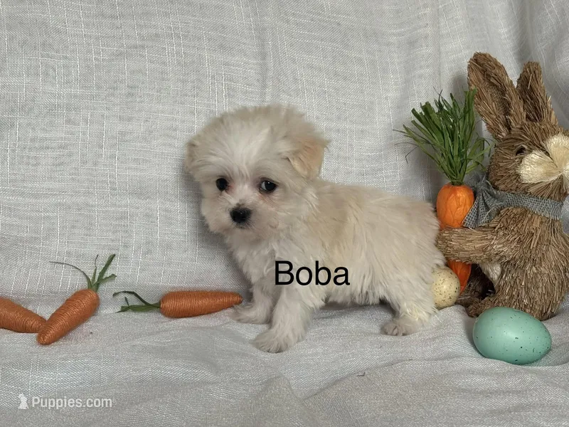 Boba – Coton de Tulear, Havanese puppy for sale in Asheville, NC