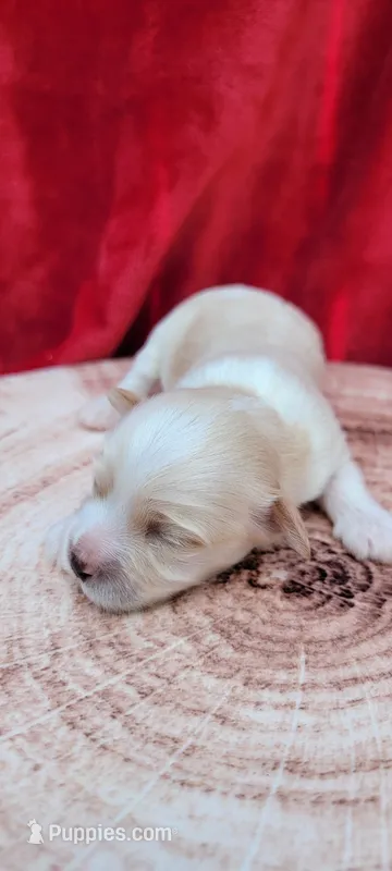 Milo – Havanese puppy for sale in North Port, FL