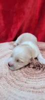 Milo, a male Havanese for sale in North Port, FL – 1 of 3