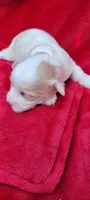Milo, a male Havanese for sale in North Port, FL – 3 of 3
