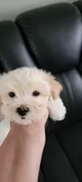 Milo, a male Havanese for sale in North Port, FL – 3 of 3