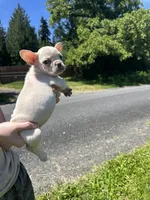 Platinum teacup female, a female French Bulldog for sale in Olympia, WA – 1 of 3