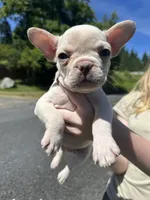 Platinum teacup female, a female French Bulldog for sale in Olympia, WA – 3 of 3