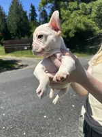 Platinum teacup female, a female French Bulldog for sale in Olympia, WA – 2 of 3
