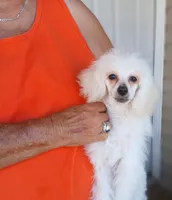 ***Rascal***, a male Poodle - Toy  for sale in Covington, GA – 4 of 5