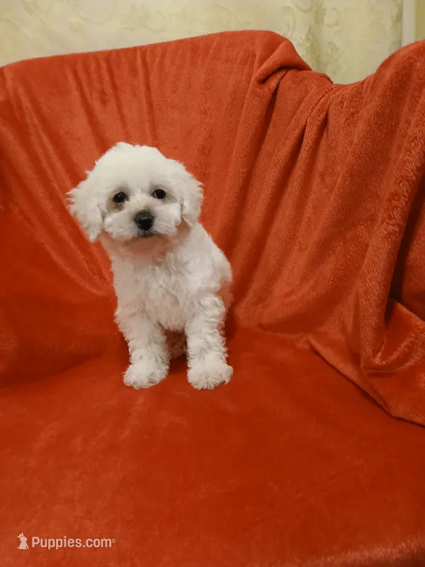 ***Puppy #1*** – Poodle - Toy  puppy for sale in Covington, GA