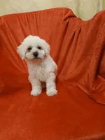 ***Puppy #1***, a male Poodle - Toy  for sale in Covington, GA – 1 of 5
