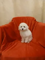 **Snowball**, a male Poodle - Toy  for sale in Covington, GA – 4 of 7
