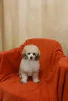****Roscoe****, a male Poodle - Toy  for sale in Covington, GA – 1 of 5