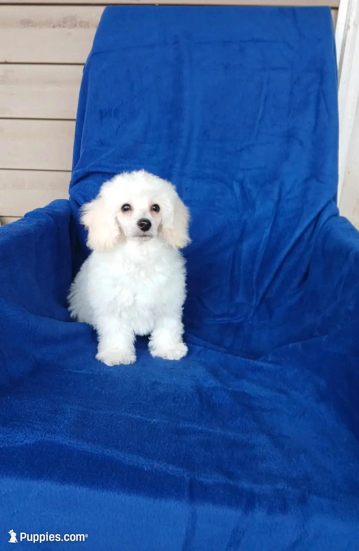**Tucker**, a male Poodle - Toy  for sale in Covington, GA – 5 of 9