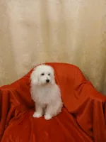 ***Snowball***, a male Poodle - Toy  for sale in Covington, GA – 3 of 4