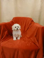 **Romeo**, a male Poodle - Toy  for sale in Covington, GA – 4 of 6
