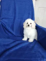 **Tucker**, a male Poodle - Toy  for sale in Covington, GA – 3 of 9