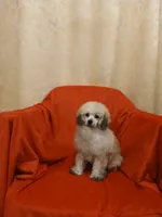 ****Romeo****, a male Poodle - Toy  for sale in Covington, GA – 5 of 5
