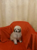 ****Romeo****, a male Poodle - Toy  for sale in Covington, GA – 3 of 5