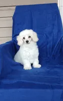 **Tucker**, a male Poodle - Toy  for sale in Covington, GA – 2 of 9
