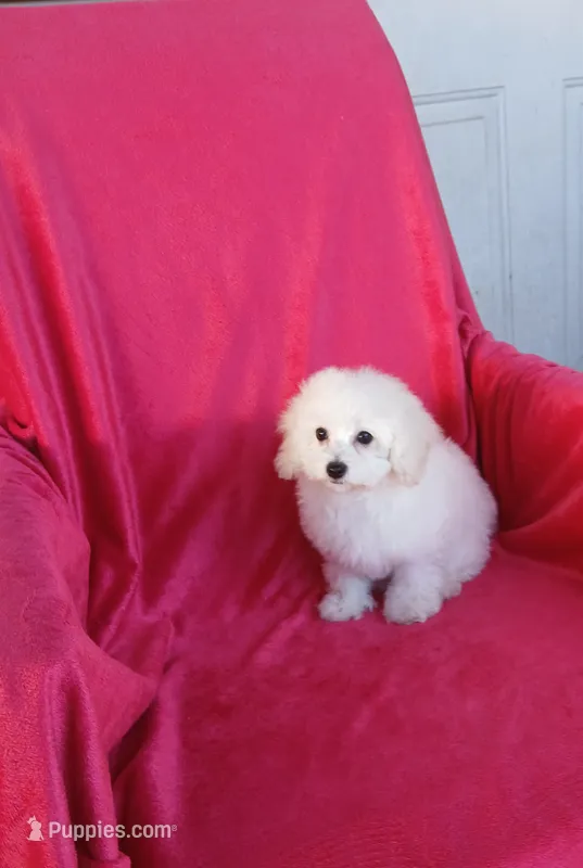 **Penny ** – Poodle - Toy  puppy for sale in Covington, GA