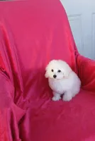 *Penny*Deposit, a female Poodle - Toy  for sale in Covington, GA – 1 of 5