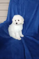 **Benji**, a male Poodle - Toy  for sale in Covington, GA – 3 of 7