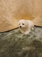 ***Charlie***, a male Poodle - Toy  for sale in Covington, GA – Photo 4 of 6