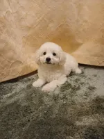 ***Charlie***, a male Poodle - Toy  for sale in Covington, GA – Photo 6 of 6