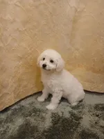 ***Charlie***, a male Poodle - Toy  for sale in Covington, GA – Photo 2 of 6