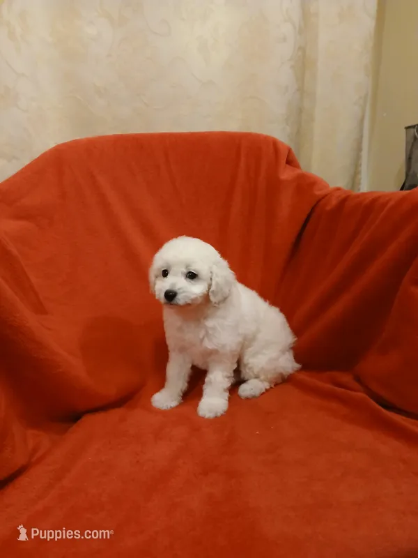 ***Charlie*** – Poodle - Toy  puppy for sale in Covington, GA