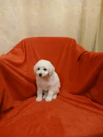 ***Tucker***, a male Poodle - Toy  for sale in Covington, GA – Photo 4 of 4