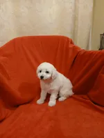 *****Kane*****, a male Poodle - Toy  for sale in Covington, GA – Photo 3 of 6